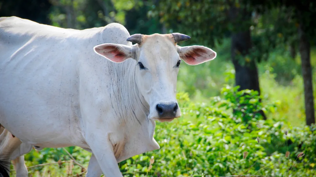 Importance of Cow in Indian Culture by advikayuveda