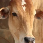 Importance of Cow in Indian Culture by advikayuveda