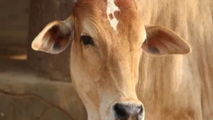 Importance of Cow in Indian Culture by advikayuveda