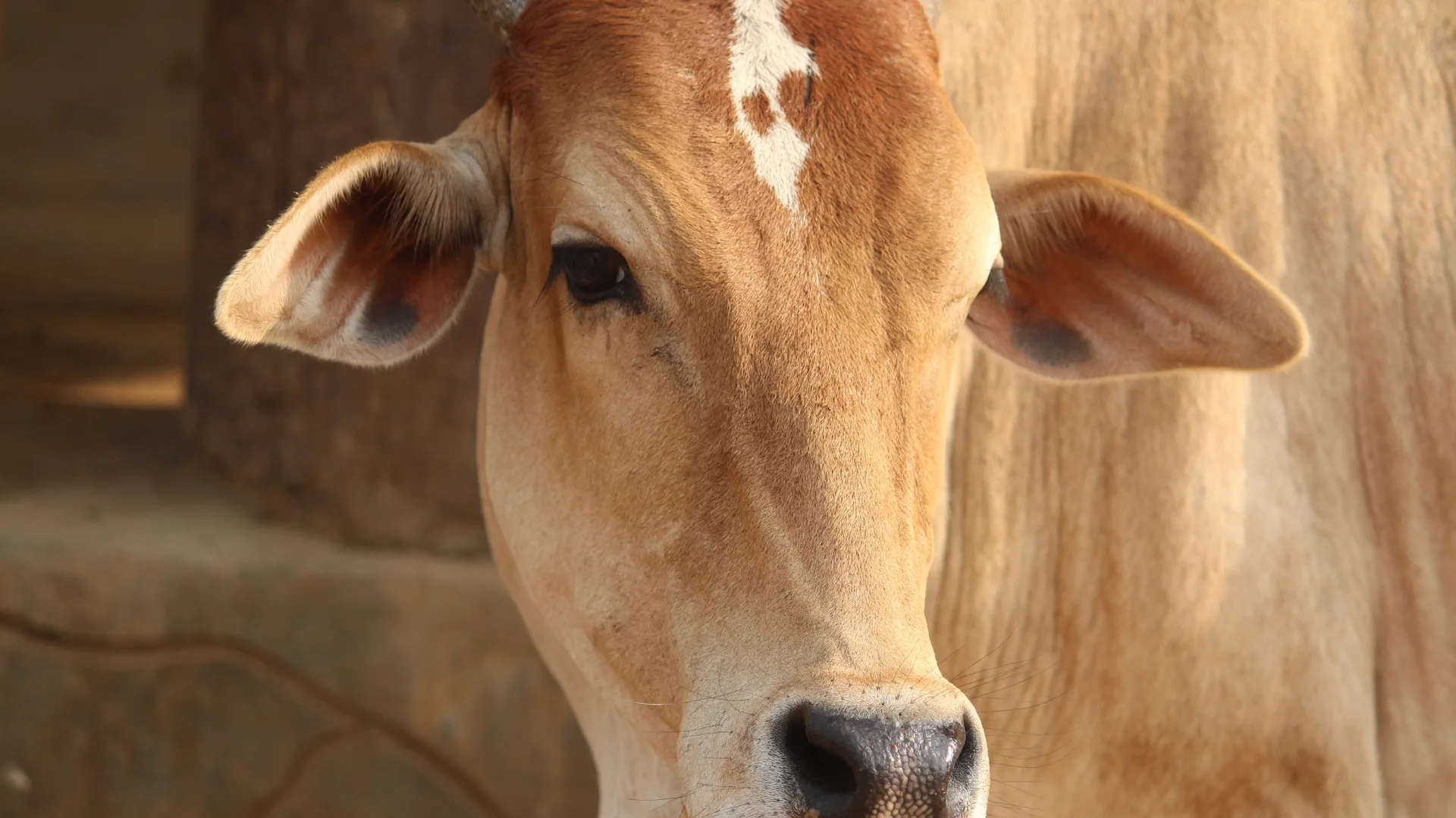Importance of Cow in Indian Culture by advikayuveda