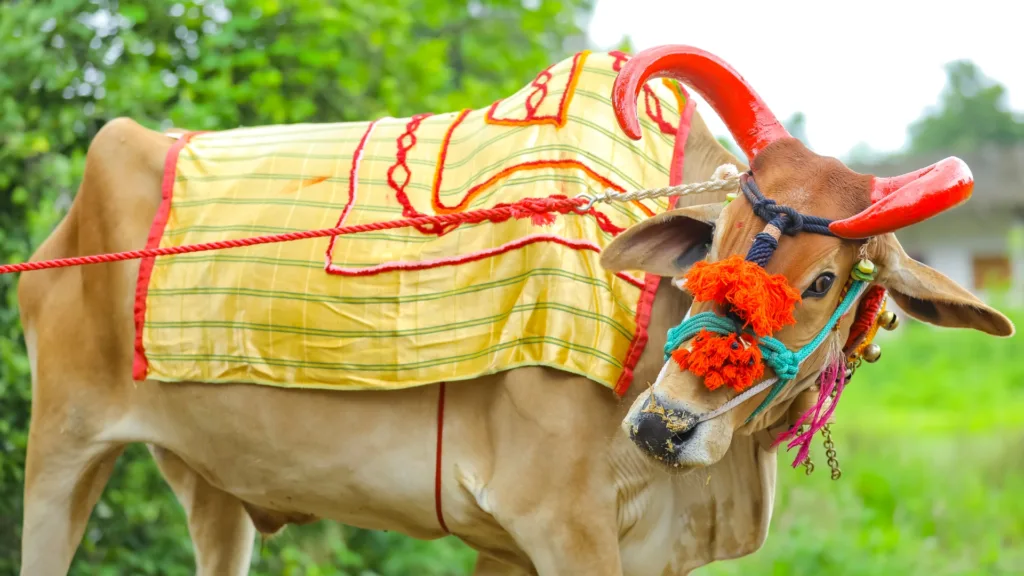 Importance of Cow in Indian Culture by advikayuveda