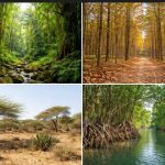 Types of Forests in India by deshsansaar